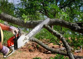 Best Tree Risk Assessment  in Newport, RI