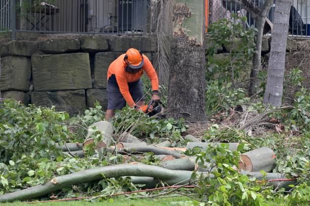 Why Choose Our Tree Removal Services in Newport, RI?